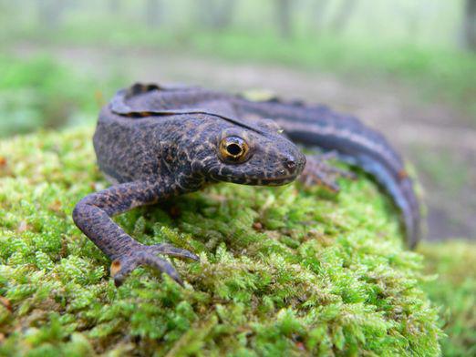 Quels animaux sont dans le livre rouge?