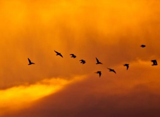 Quand les oiseaux s'envolent-ils?