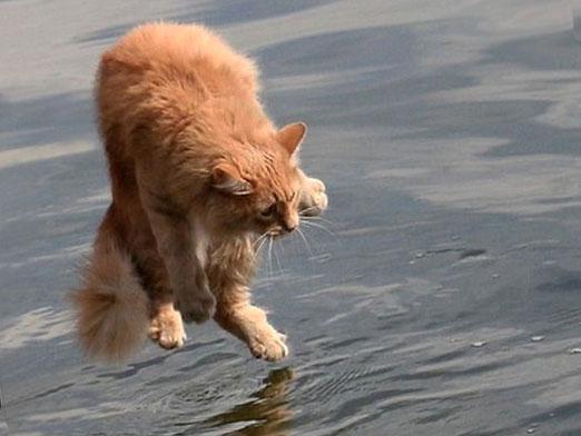 Pourquoi les chats ont-ils peur de l'eau?