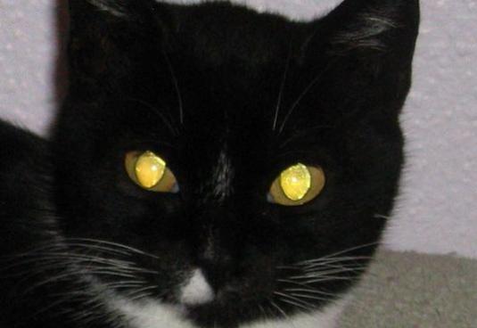 Pourquoi les chats ont-ils des yeux brillants?