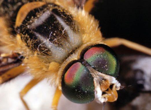 Combien d'yeux a une abeille?