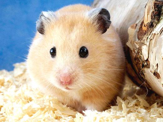 Combien de hamsters vivent?